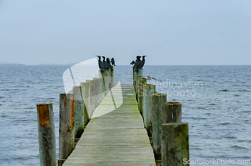 Image of Cormorants relax on a weathered dock overlooking a serene body o
