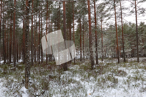 Image of Skog