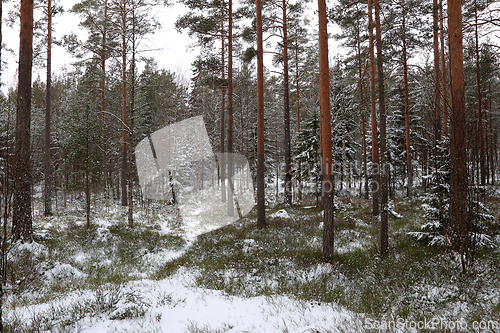Image of Skog
