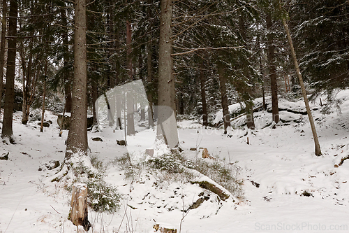 Image of Skog