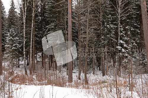 Image of Skog