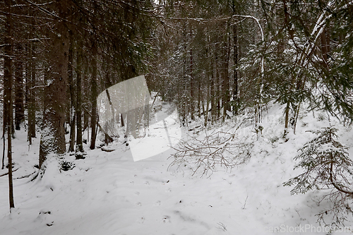 Image of Skog