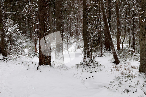 Image of Skog