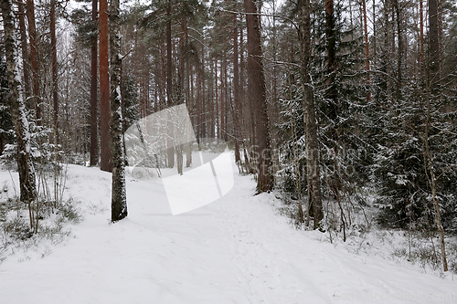Image of Skog