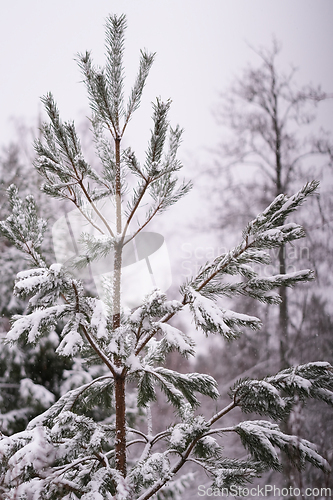 Image of A tree in winter with snow