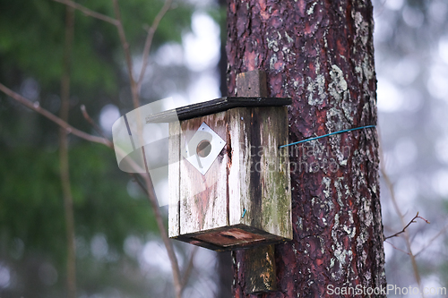 Image of Wooden bird house on a pine tree