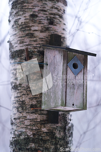 Image of Bird house on a birch tree in winter