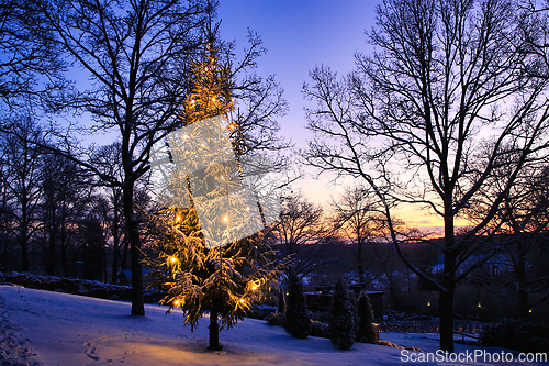 Image of Outdoor Christmas Tree at Dawn