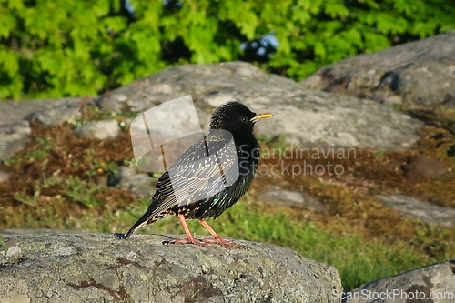 Image of Common Starling Perched on a Rock