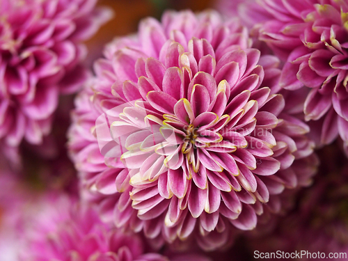 Image of Pink flower