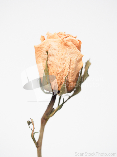Image of Dried white rose