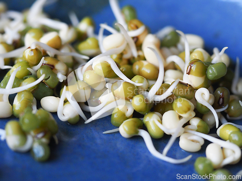 Image of Mung bean sprouts on a blue plate