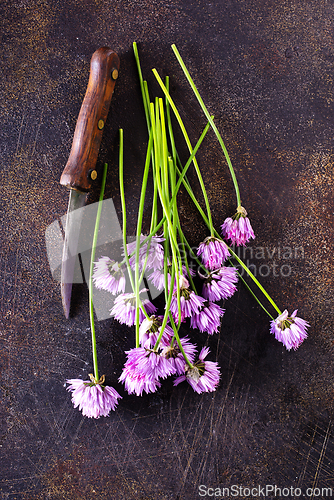 Image of Green chives or allium in bloom with purple violet flowers and green stems