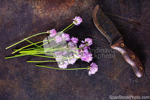 Image of Green chives or allium in bloom with purple violet flowers and green stems