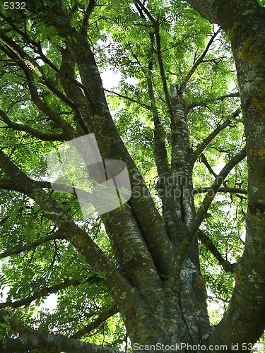 Image of Tree