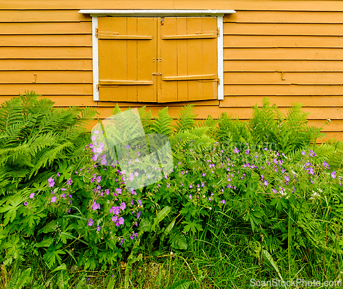 Image of Vivid colors of a rustic Norwegian house adorned with blooming f