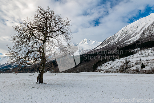 Image of Crisp winter landscape in Norway with a solitary tree against ma
