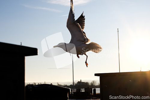 Image of Flying Seagull