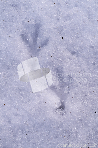 Image of Bird tracks in the snow