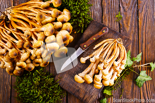 Image of Mushrooms of honeydew are lying on a wooden table. View from above.