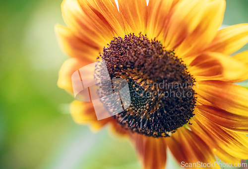 Image of Large sunflower with bright orange and yellow petals