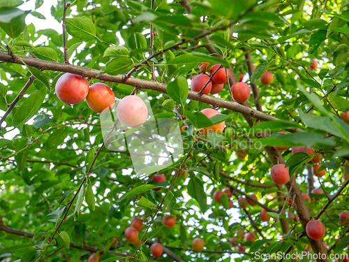 Image of Cherry plum tree with many ripe fruits