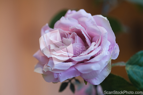 Image of A pink rose