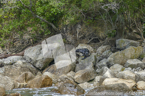 Image of Seal in New Zealand