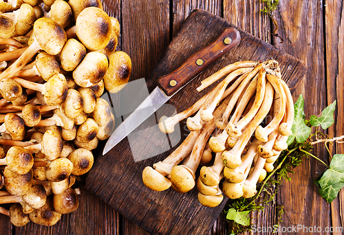 Image of Mushrooms of honeydew are lying on a wooden table. View from above.