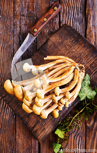 Image of Mushrooms of honeydew are lying on a wooden table. View from above.