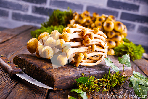 Image of Mushrooms of honeydew are lying on a wooden table. View from above.
