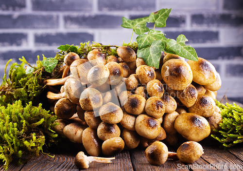 Image of Mushrooms of honeydew are lying on a wooden table. View from above.