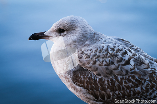 Image of Portrait of a Seagull