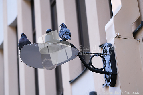 Image of Pidgeons on a lamp