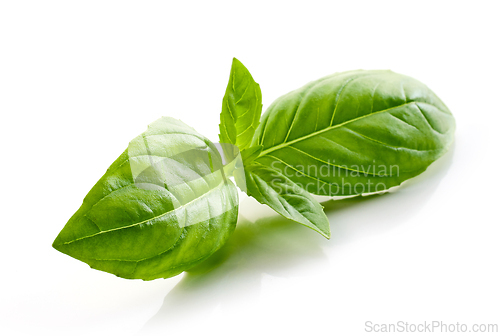 Image of fresh green basil leaf