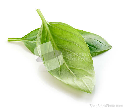Image of fresh green basil leaf