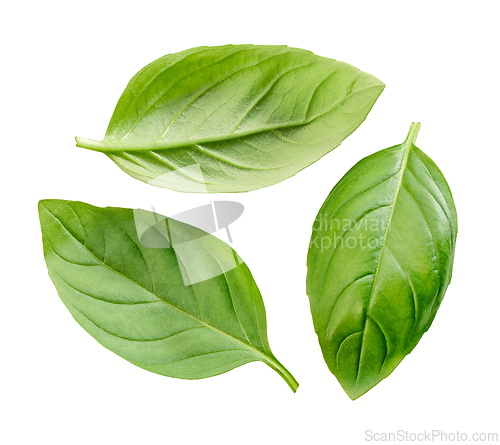 Image of fresh green basil leaf