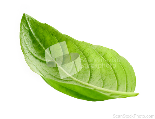 Image of fresh green basil leaf