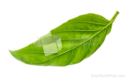 Image of fresh green basil leaf