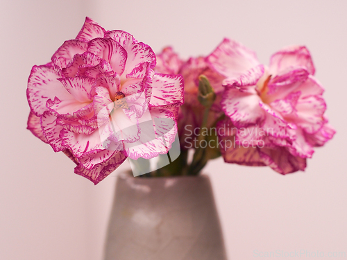 Image of Pink flowers