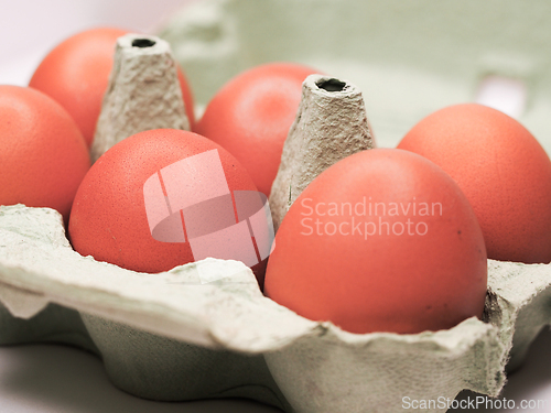 Image of Eggs in a carton