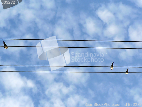 Image of Birds on wires