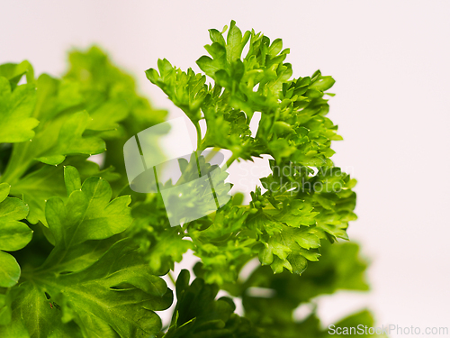 Image of Parsley