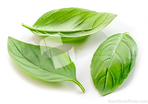 Image of fresh green basil leaf