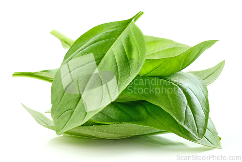 Image of fresh green basil leaf