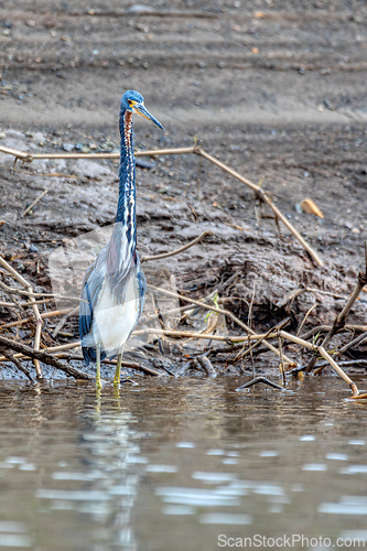 Image of Tricolored heron (Egretta tricolor), Rio Tarcoles, Costa Rica Wildlife