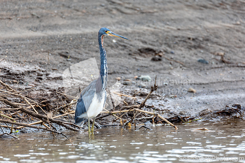 Image of Tricolored heron (Egretta tricolor), Rio Tarcoles, Costa Rica Wildlife
