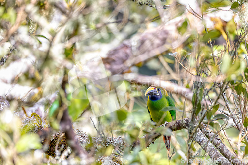 Image of Emerald toucanet - Aulacorhynchus prasinus, San Gerardo, Costa Rica