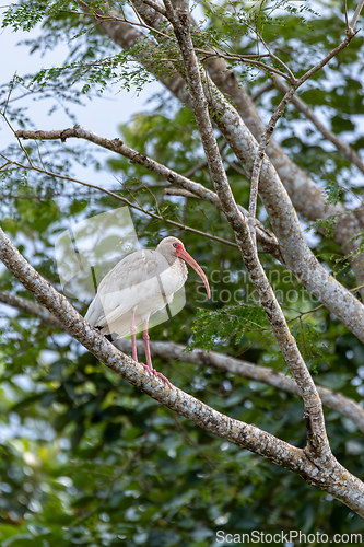 Image of American white ibis juvenile (Eudocimus albus). Rio Tarcoles. Wildlife and birdwatching in Costa Rica.