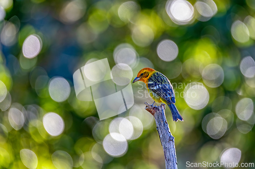 Image of Flame-colored tanager female (Piranga bidentata) San Gerardo de Dota, Costa Rica